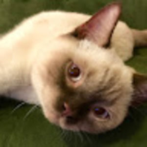 Meet your Posher, Janna k.